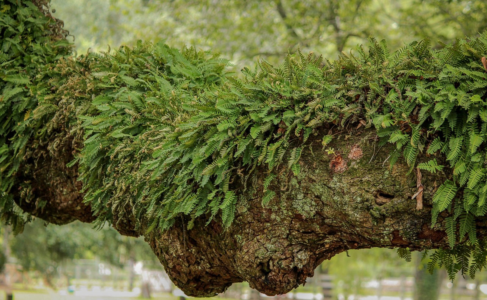 The Future of the Resurrection Plant (image credits: wikimedia)
