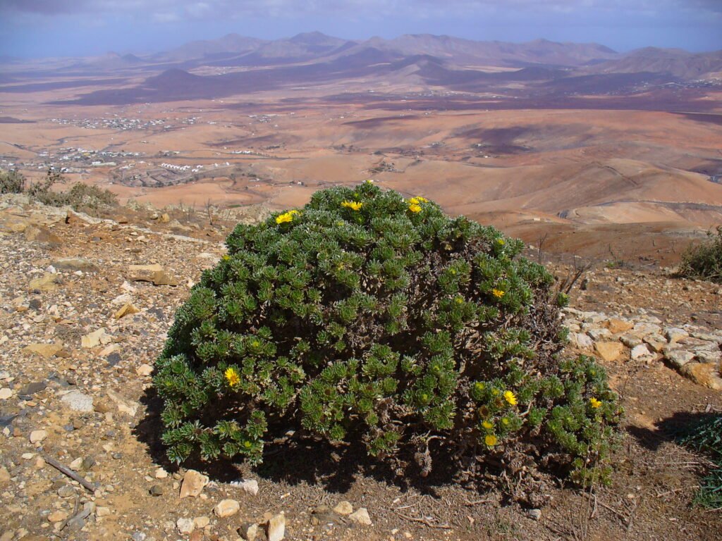 The Resurrection Plant That Comes Back to Life After Years of Drought