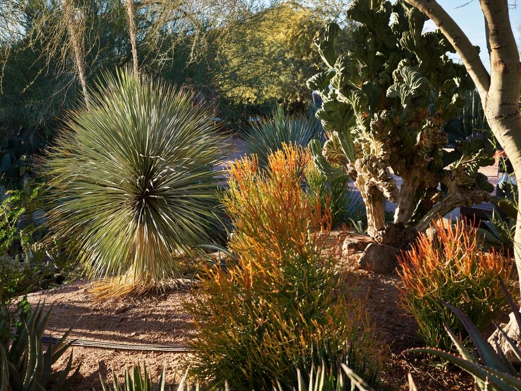 The Desert Challenge: Living Where Water Is Scarce (image credits: rawpixel)