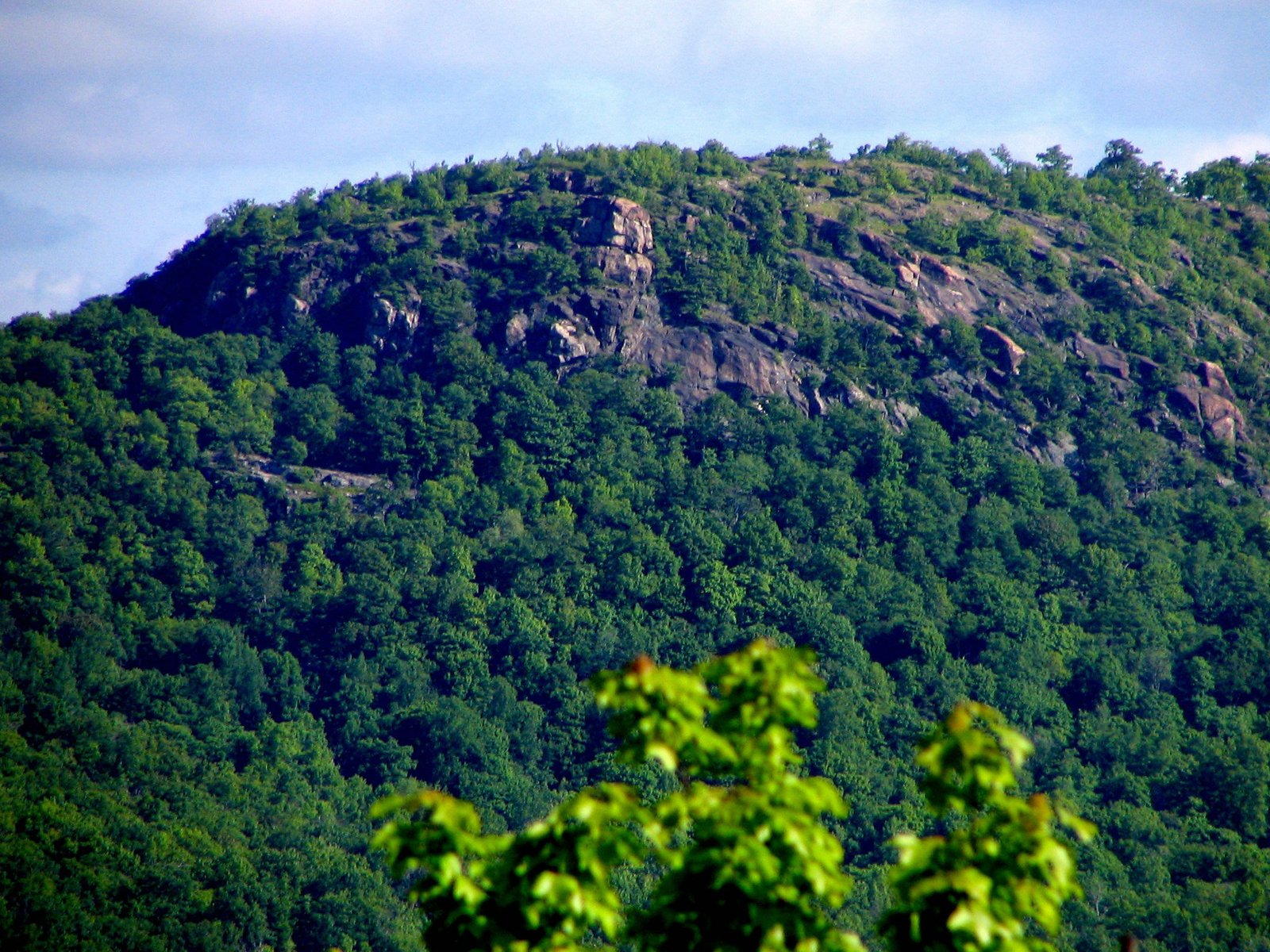 Deep Roots in the Ramapo Mountains (image credits: wikimedia)
