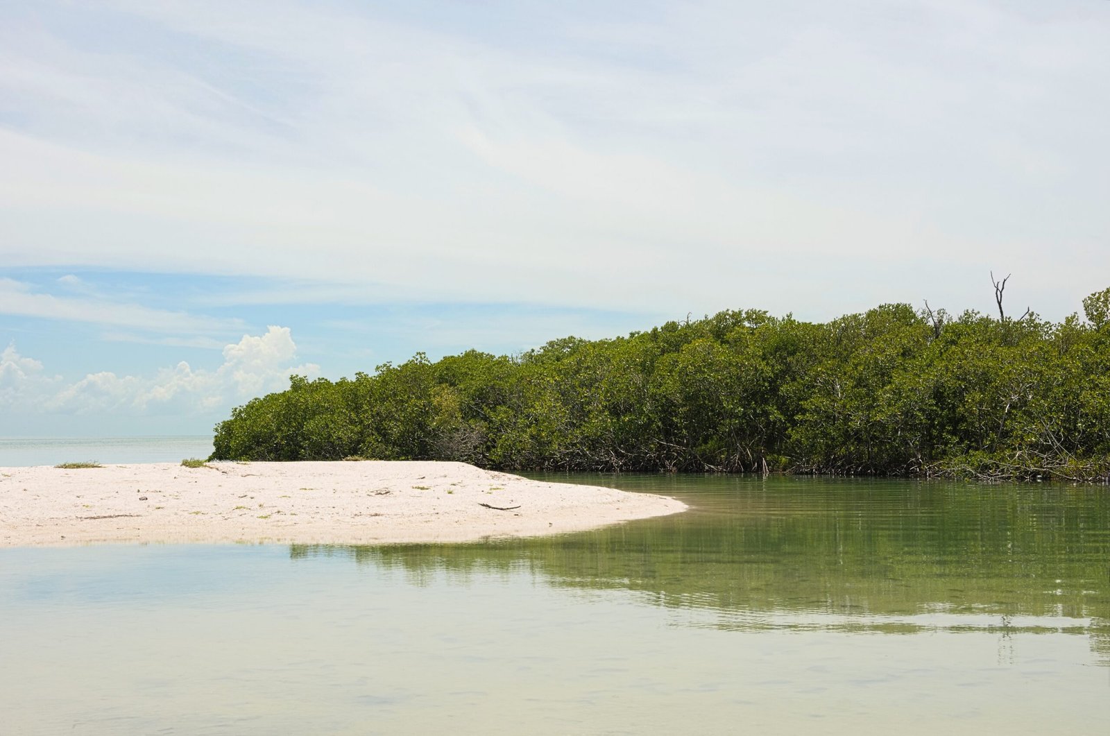 What’s at Stake if Mangroves Disappear? (image credits: wikimedia)