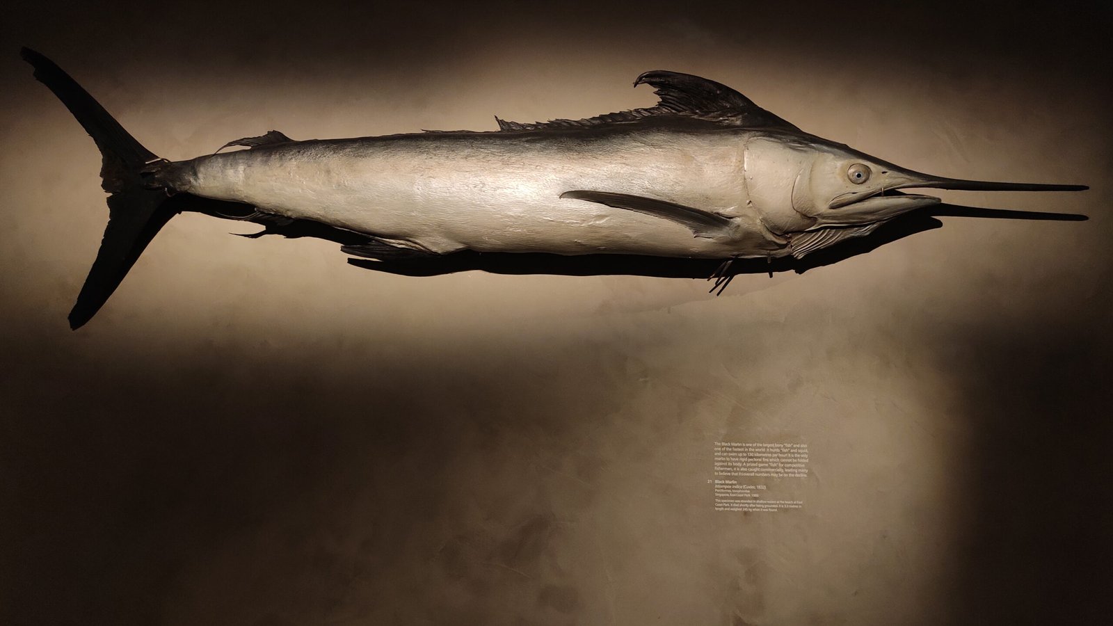 Supercharged Fins: Control and Stability (image credits: wikimedia)