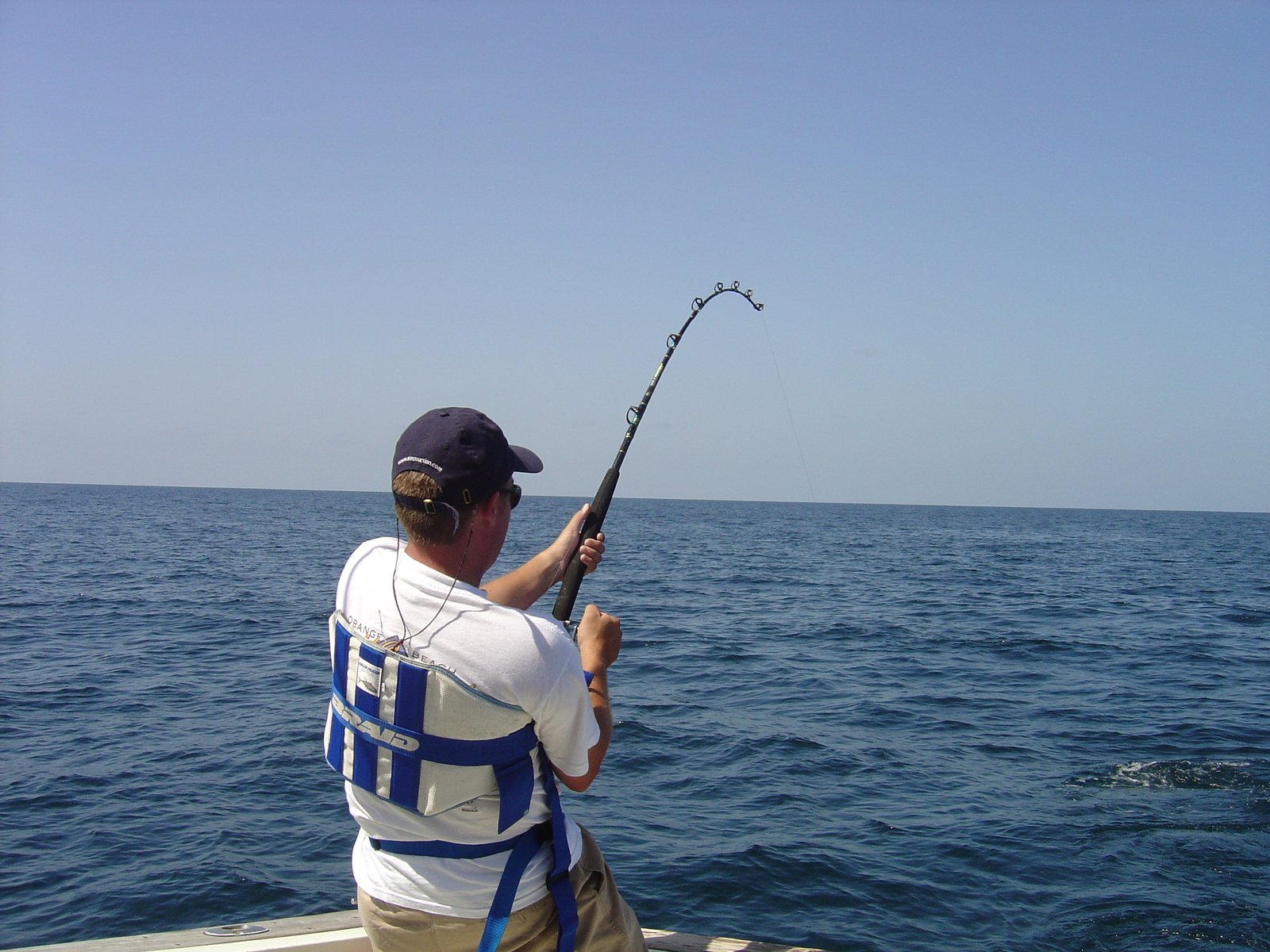 Predator and Prey: The Ultimate Ocean Hunter (image credits: wikimedia)