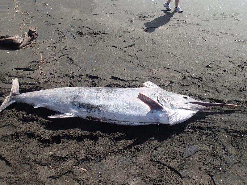 The Future of the Black Marlin: Challenges and Conservation (image credits: wikimedia)