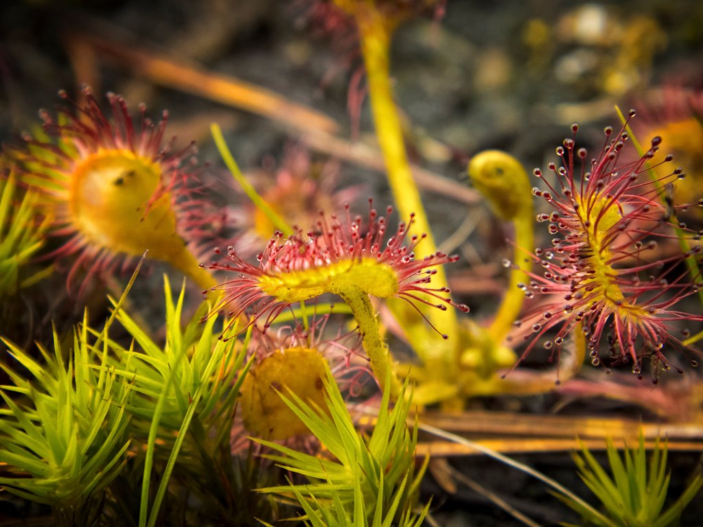 Sticky Traps: The Secret to Sundew Success (image credits: wikimedia)