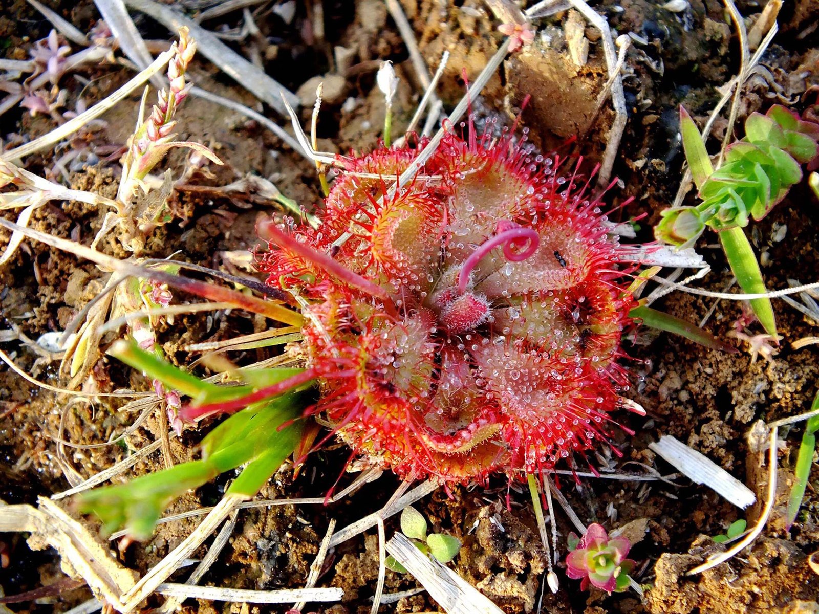 How Do Sundews Move Without Muscles? (image credits: wikimedia)