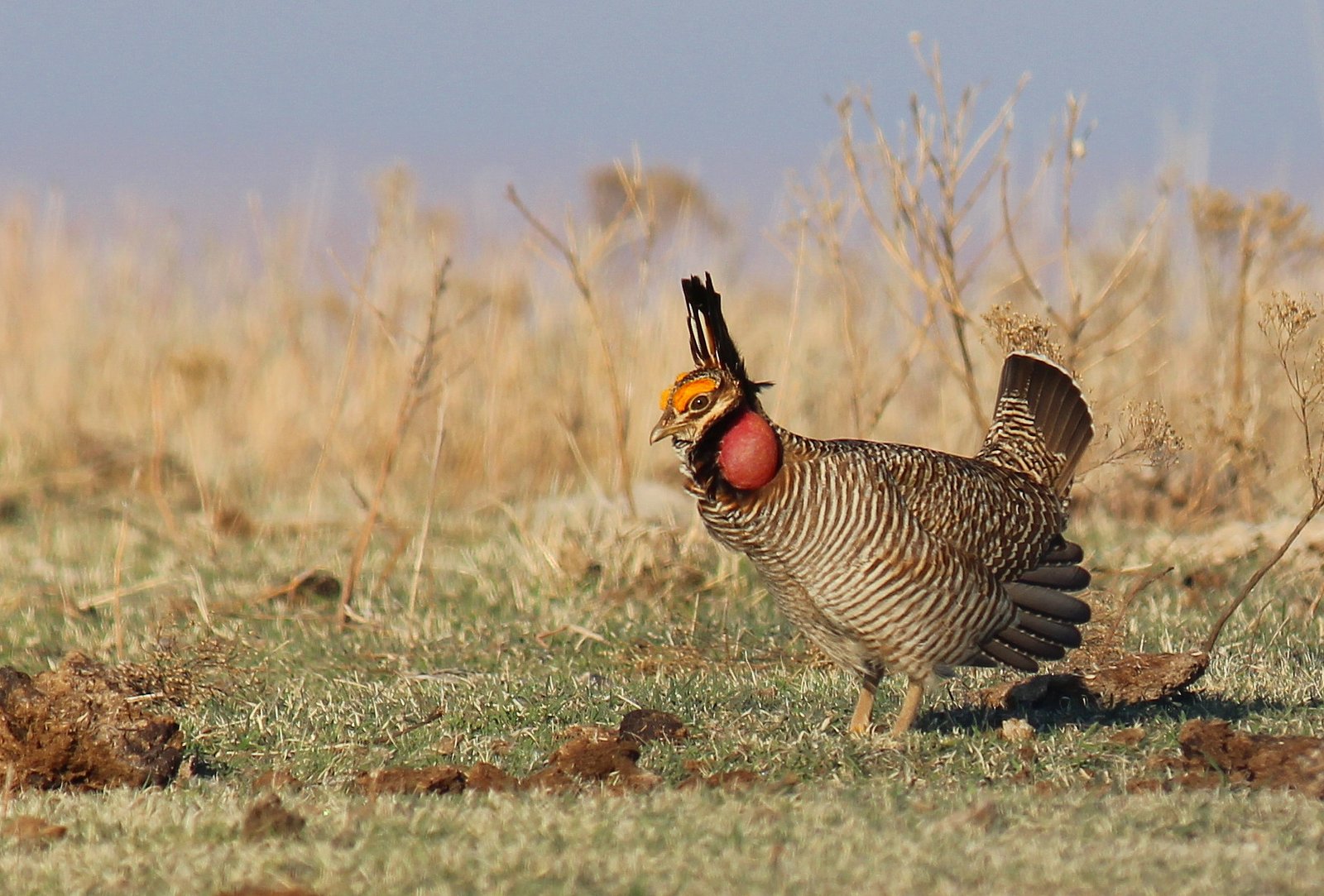 The Lesser Prairie Chicken: More Than Meets the Eye (image credits: wikimedia)