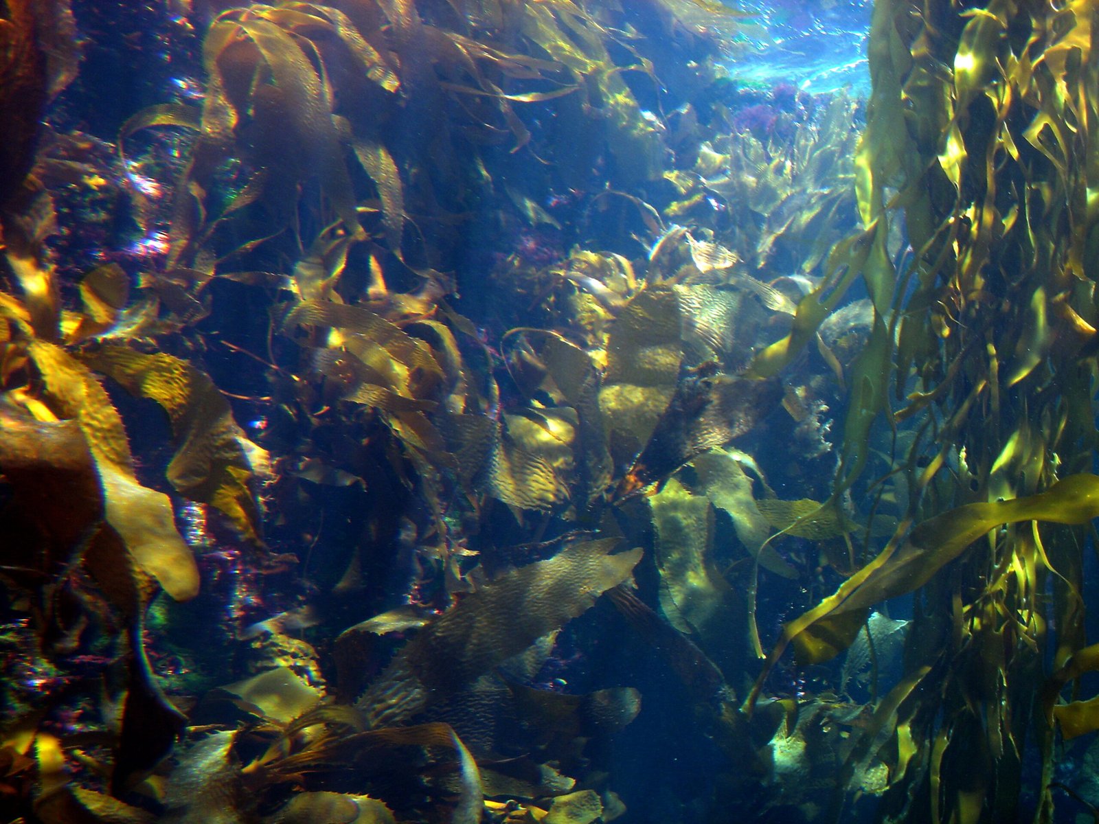 The Hidden Wonder of Kelp Forests (image credits: wikimedia)