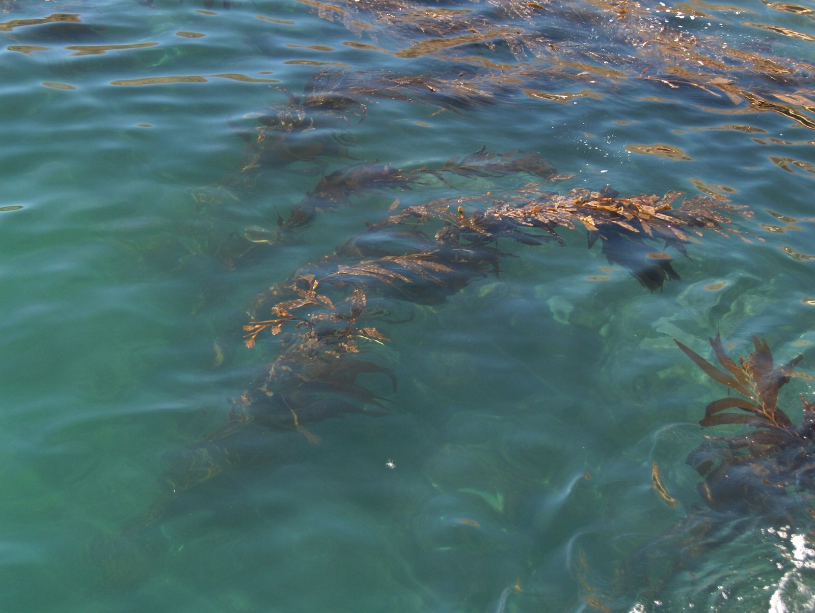 The Ripple Effect on Ocean Life (image credits: wikimedia)