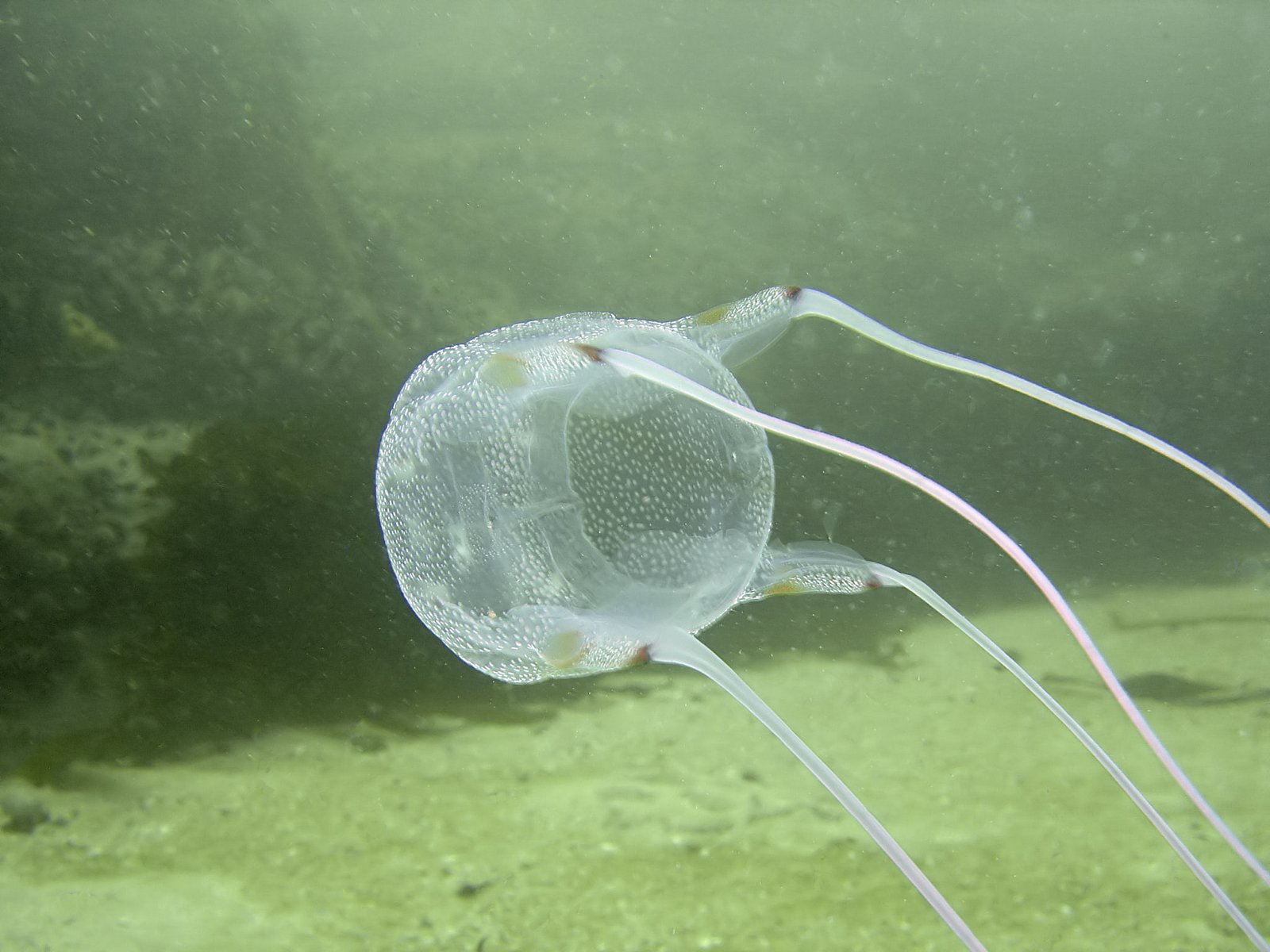 The Unexpected Champion: The Box Jellyfish (image credits: wikimedia)