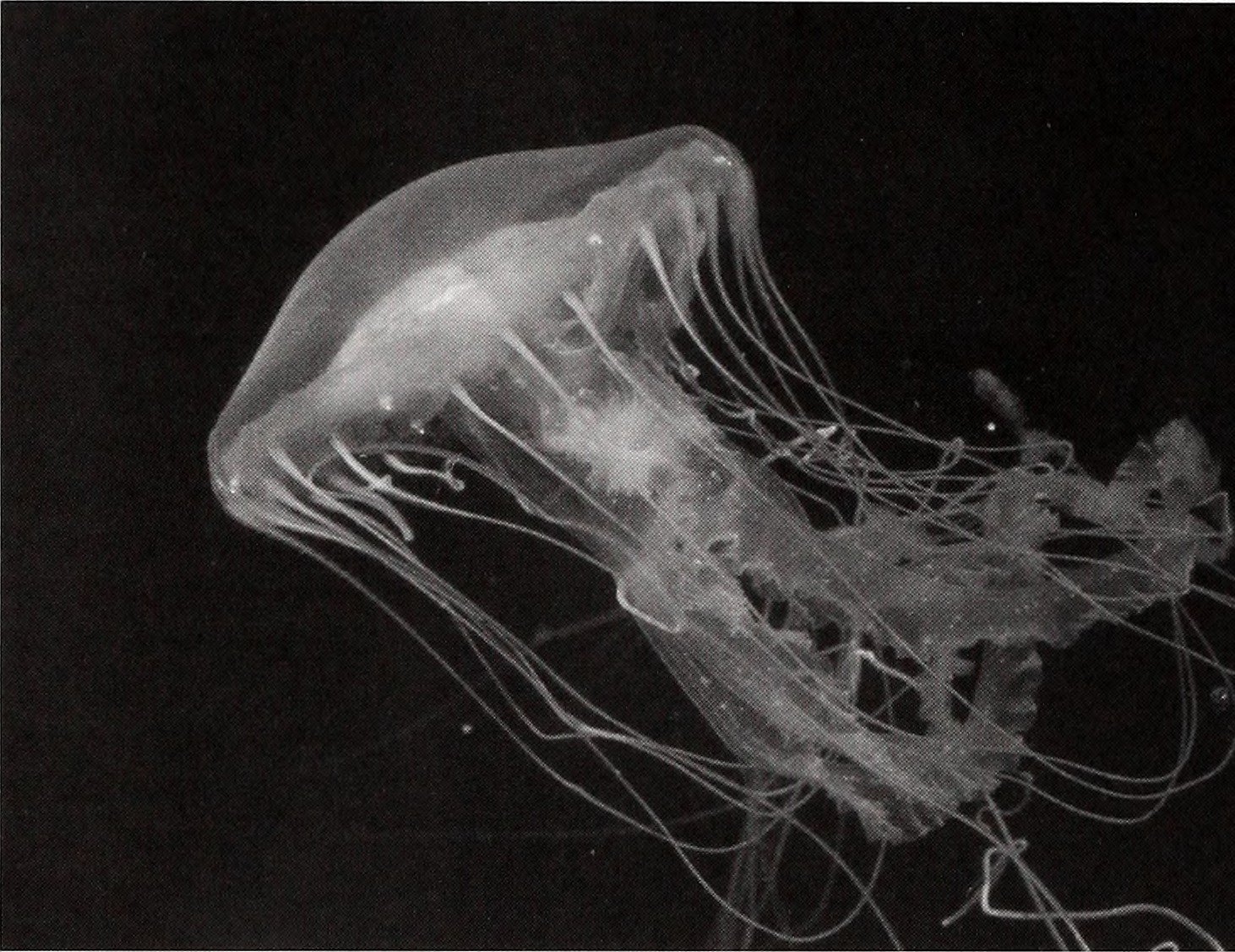 Oceans of Mystery Still Remain (image credits: wikimedia)