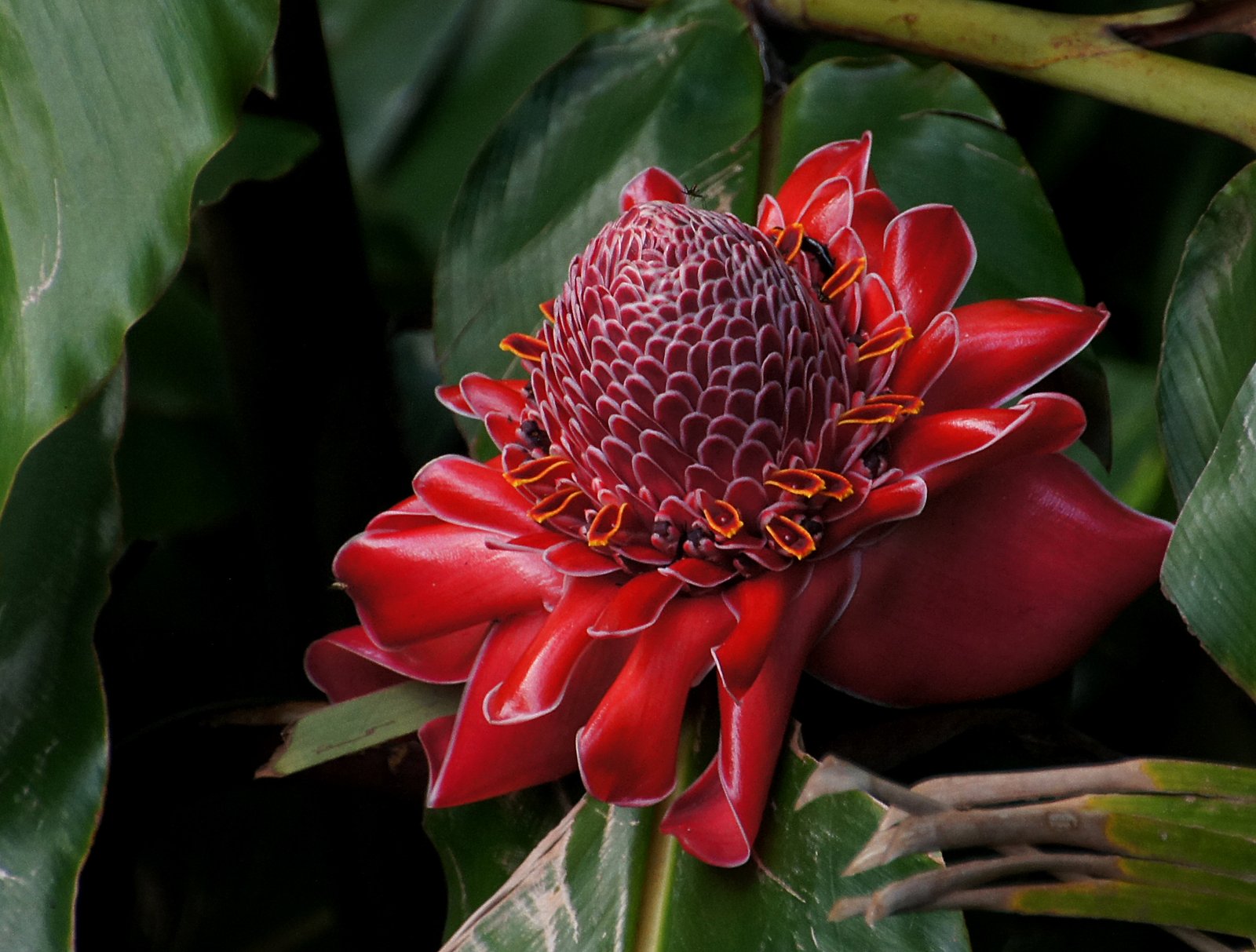 Bunga Kantan: The Torch Ginger That Lights Up Dishes (image credits: wikimedia)