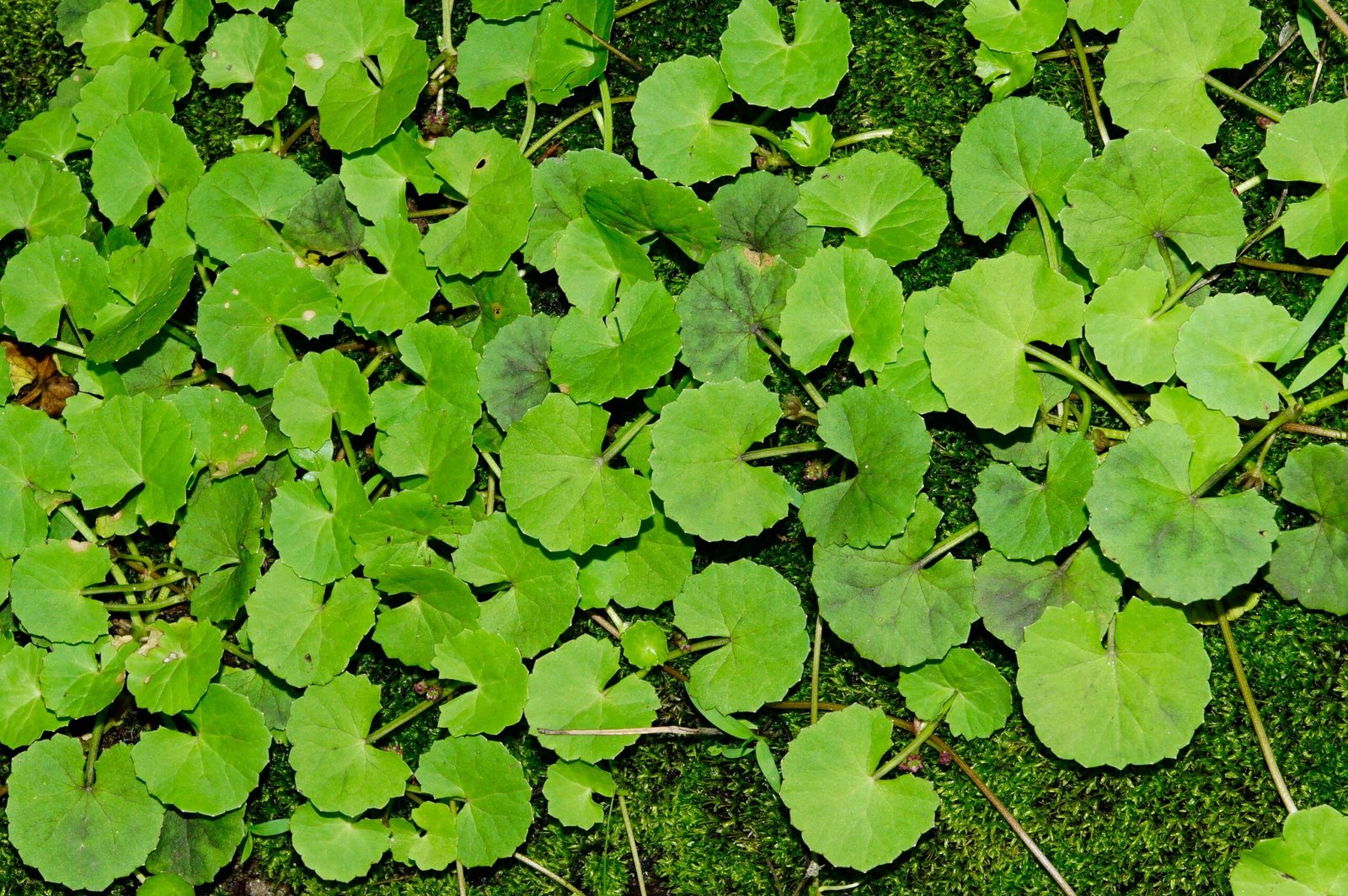 Pegaga: The Brain-Boosting Centella (image credits: wikimedia)