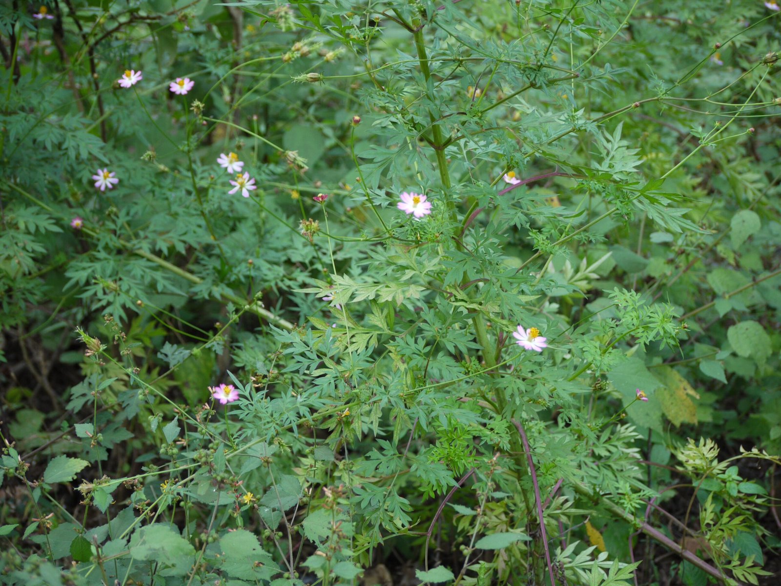 Ulam Raja: The King’s Salad Green (image credits: wikimedia)