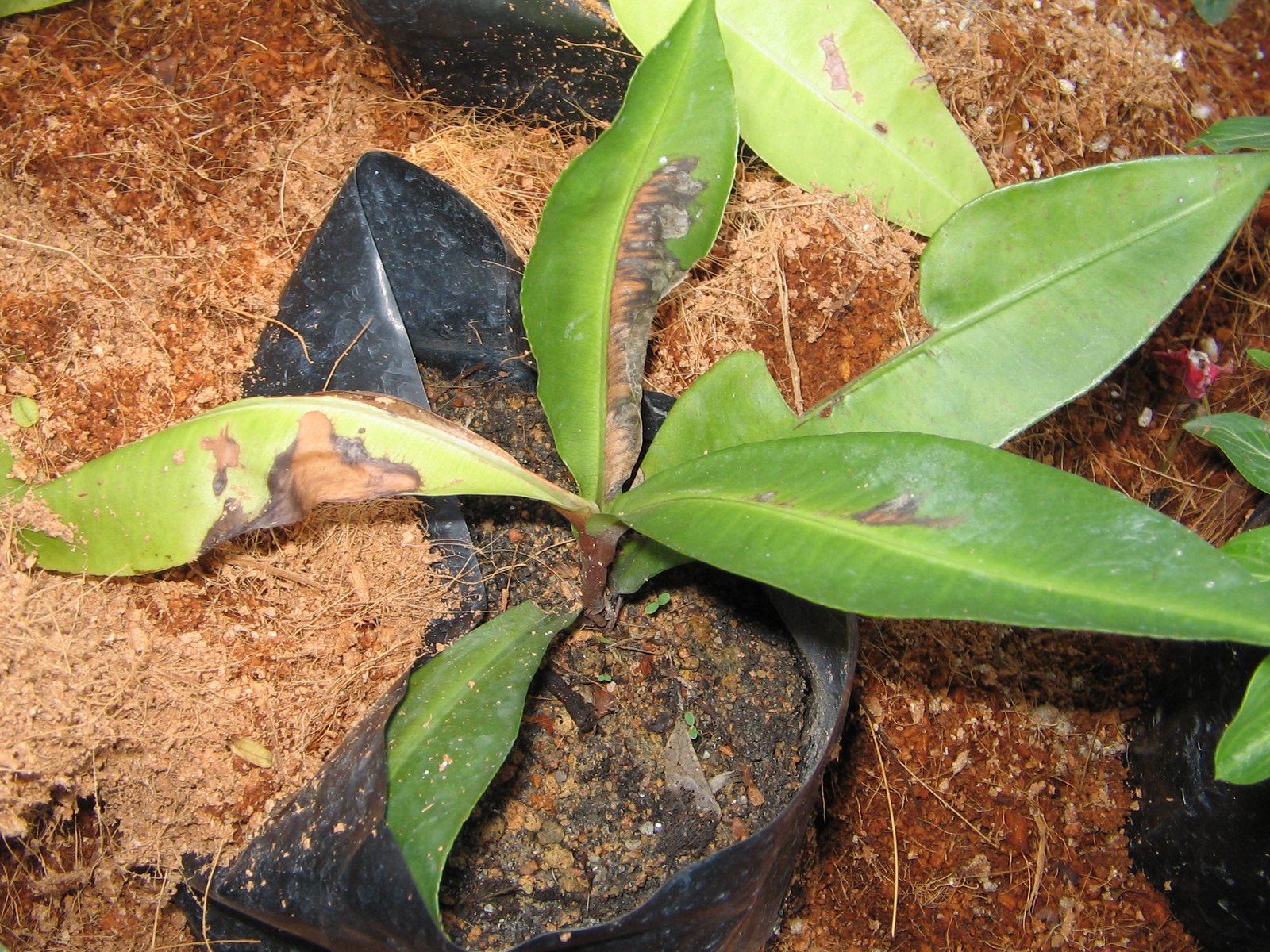 Kacip Fatimah: The Rainforest Remedy (image credits: wikimedia)