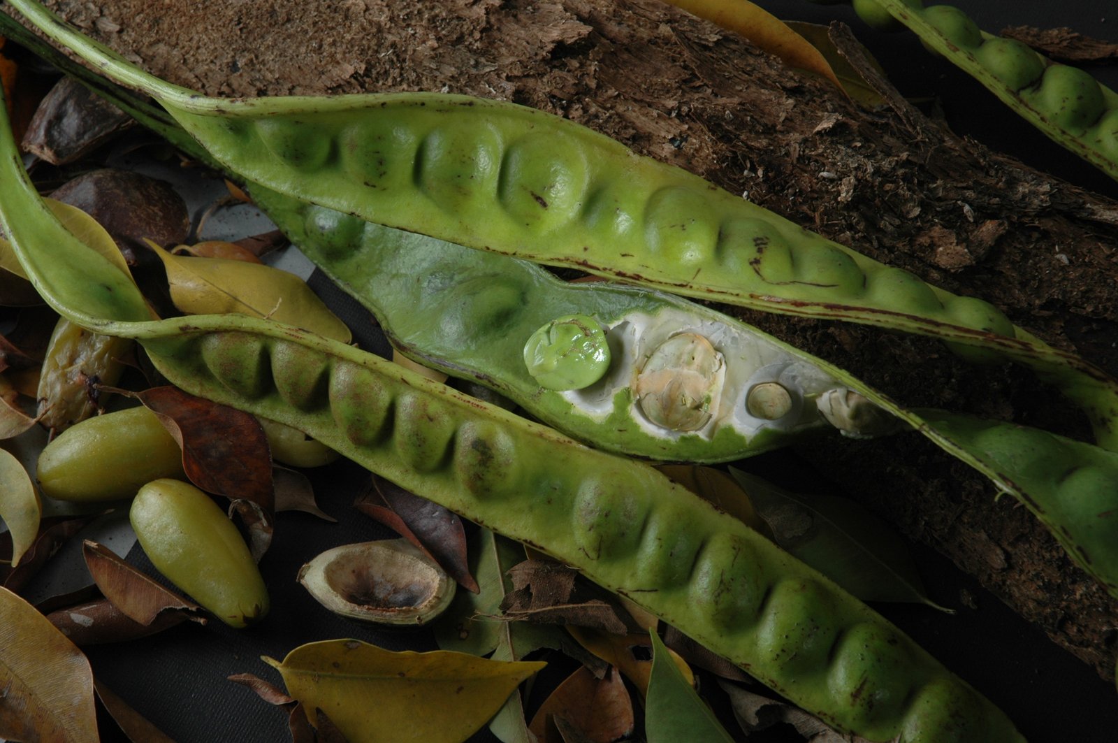 Petai: The Love-It-or-Hate-It “Stink Bean” (image credits: wikimedia)