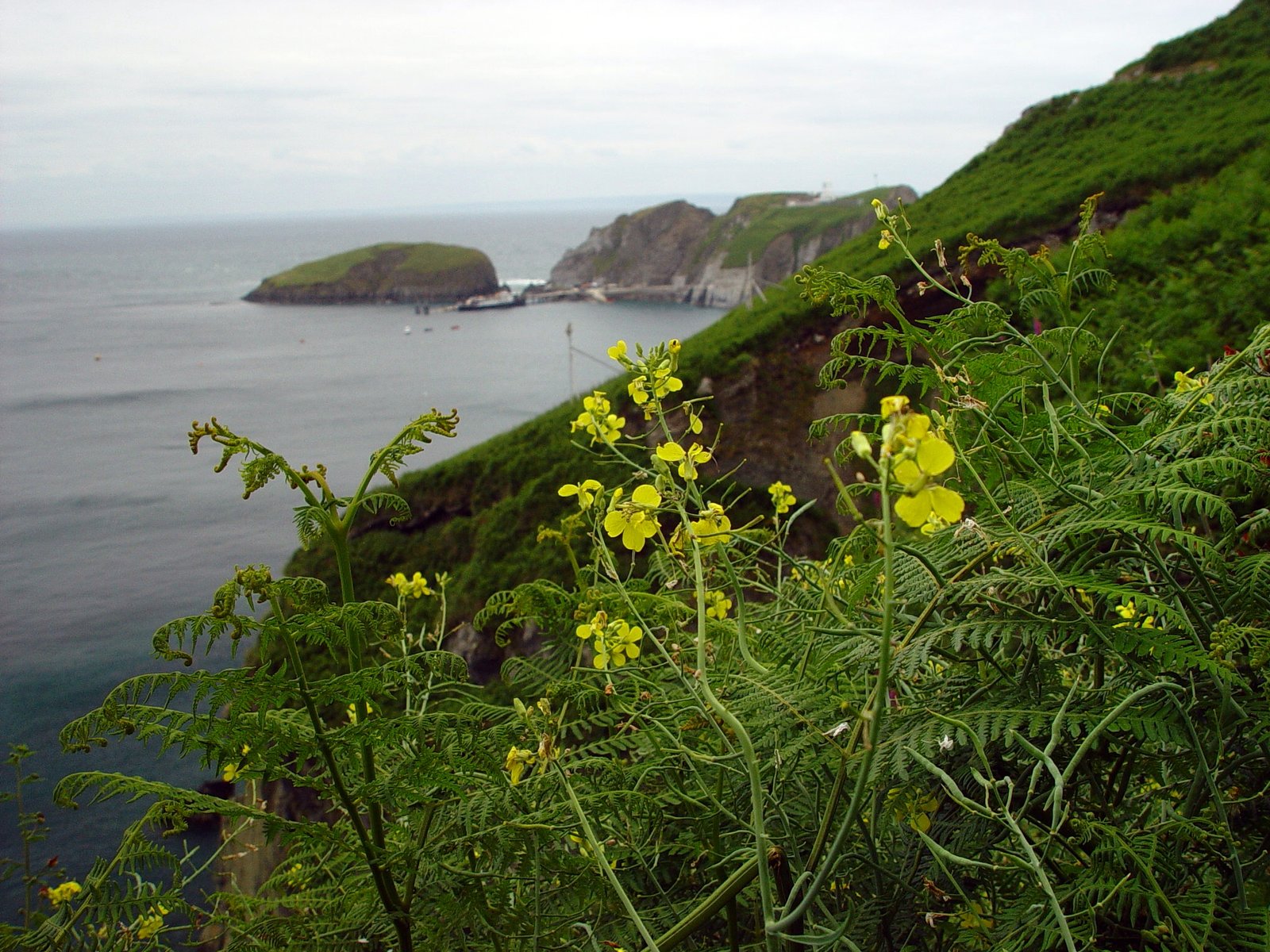 Why Endemic Matters: The Heartbeat of Biodiversity (image credits: wikimedia)