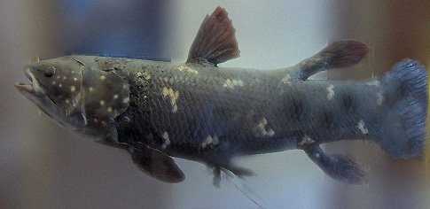 What Makes a Sarcopterygian Unique? (image credits: wikimedia)