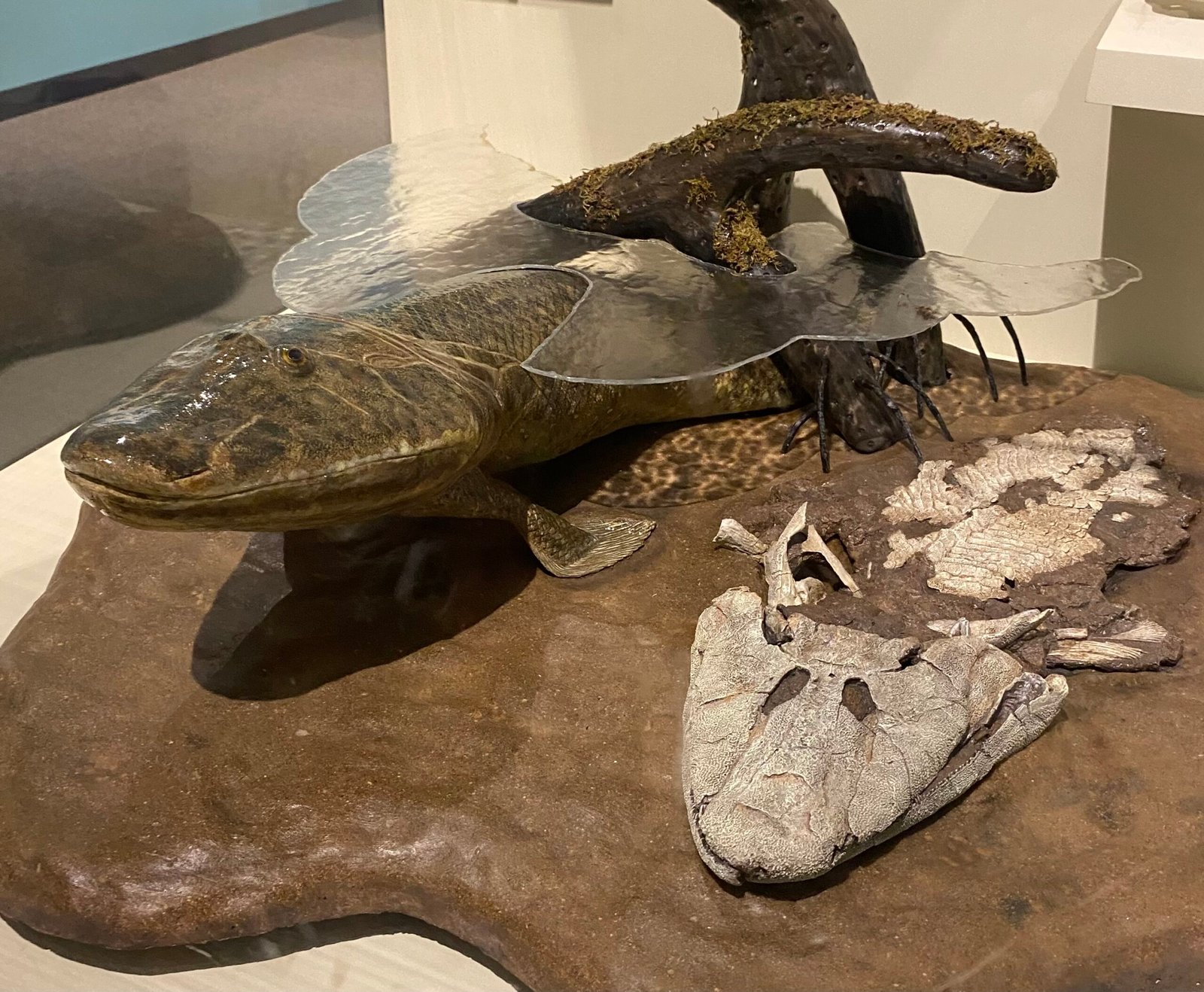 From Fins to Limbs: The Great Evolutionary Leap (image credits: wikimedia)