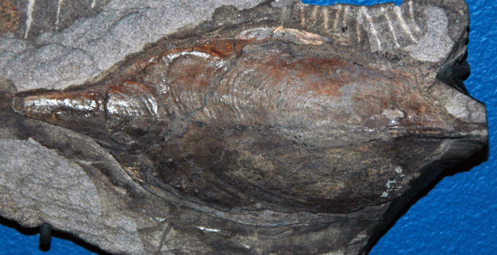 The Devonian Drama: Environmental Pressures and Opportunity (image credits: wikimedia)