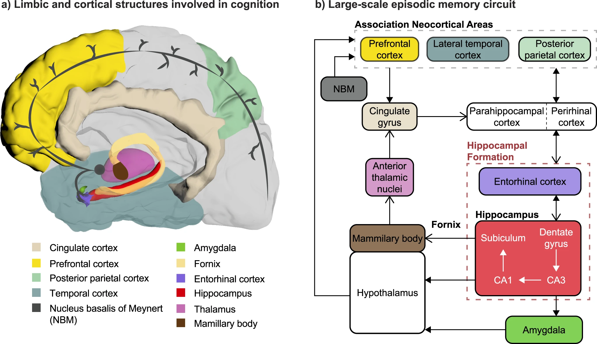 Impressive Imitations: How AI Mirrors the Brain (image credits: wikimedia)