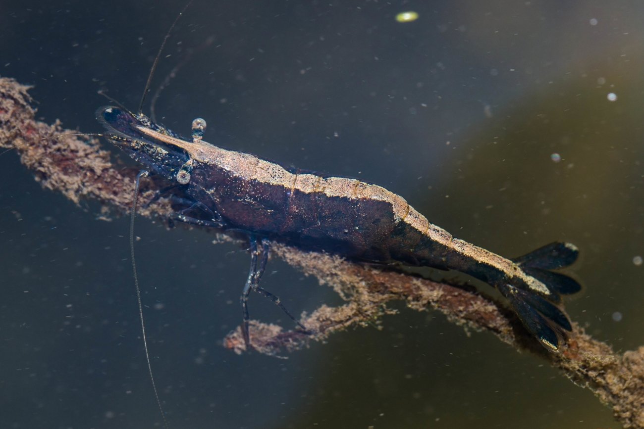 The Shrimp's Nervous System: Simpler, Yet Surprising (image credits: wikimedia)