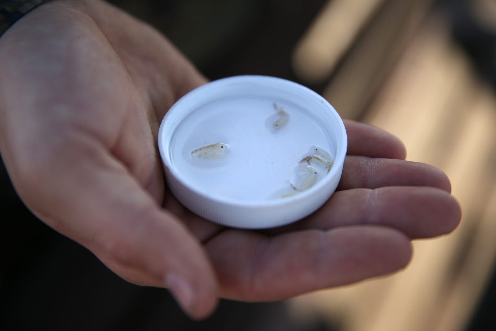 The Role of Learning and Memory in Shrimp (image credits: wikimedia)