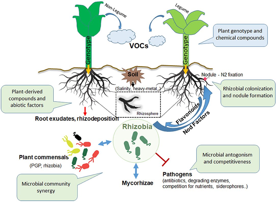 How Plants “Talk” Through Fungi (image credits: wikimedia)