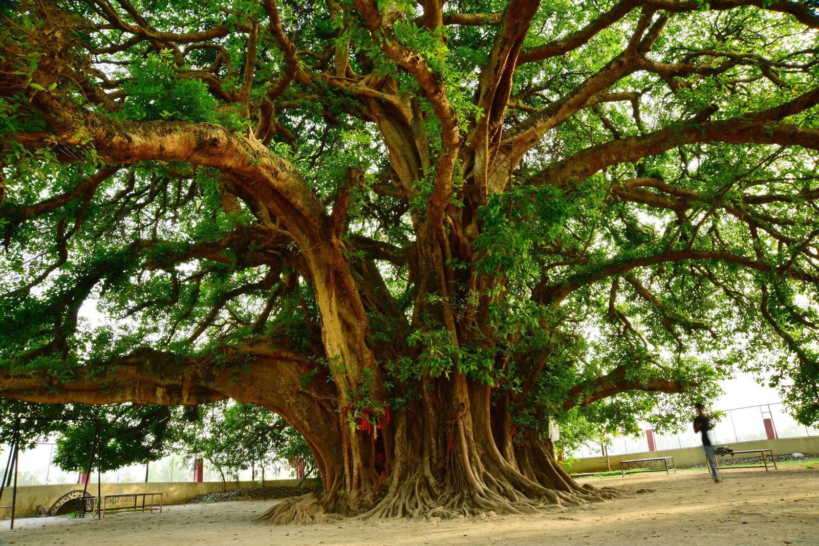 The Role of “Mother Trees” (image credits: wikimedia)