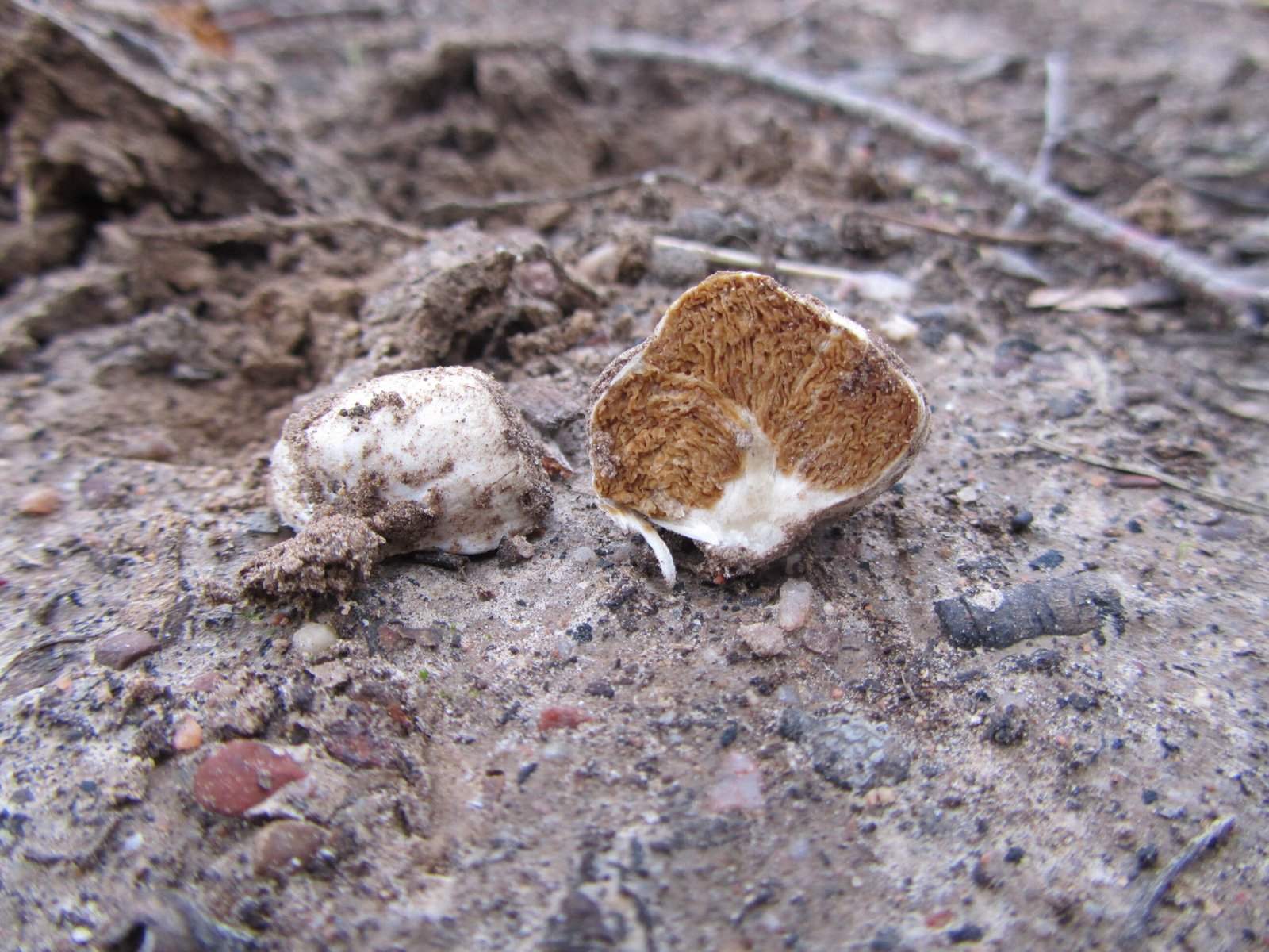 The Science Behind Detection and Communication (image credits: wikimedia)