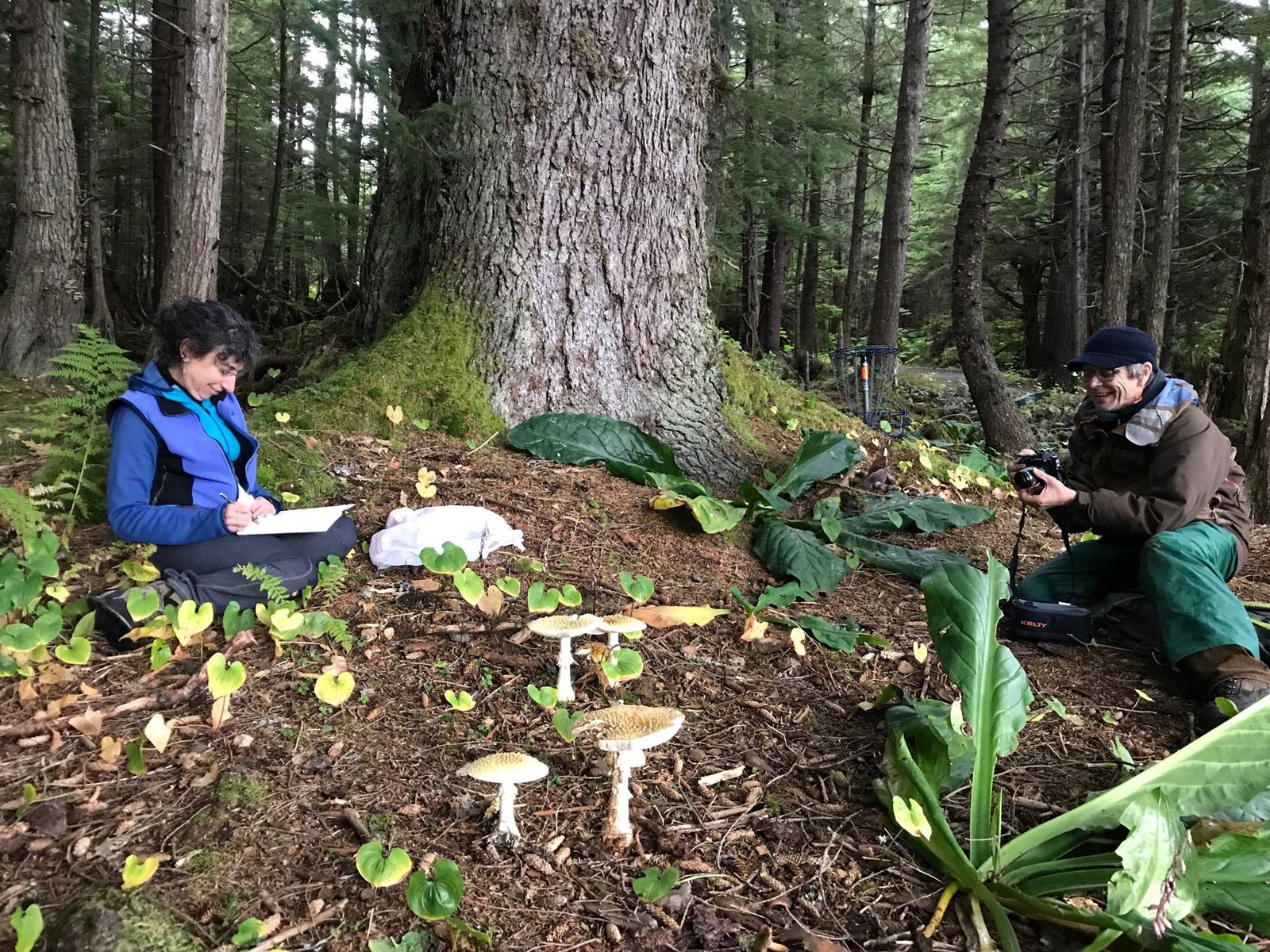 Implications for Agriculture and Conservation (image credits: wikimedia)