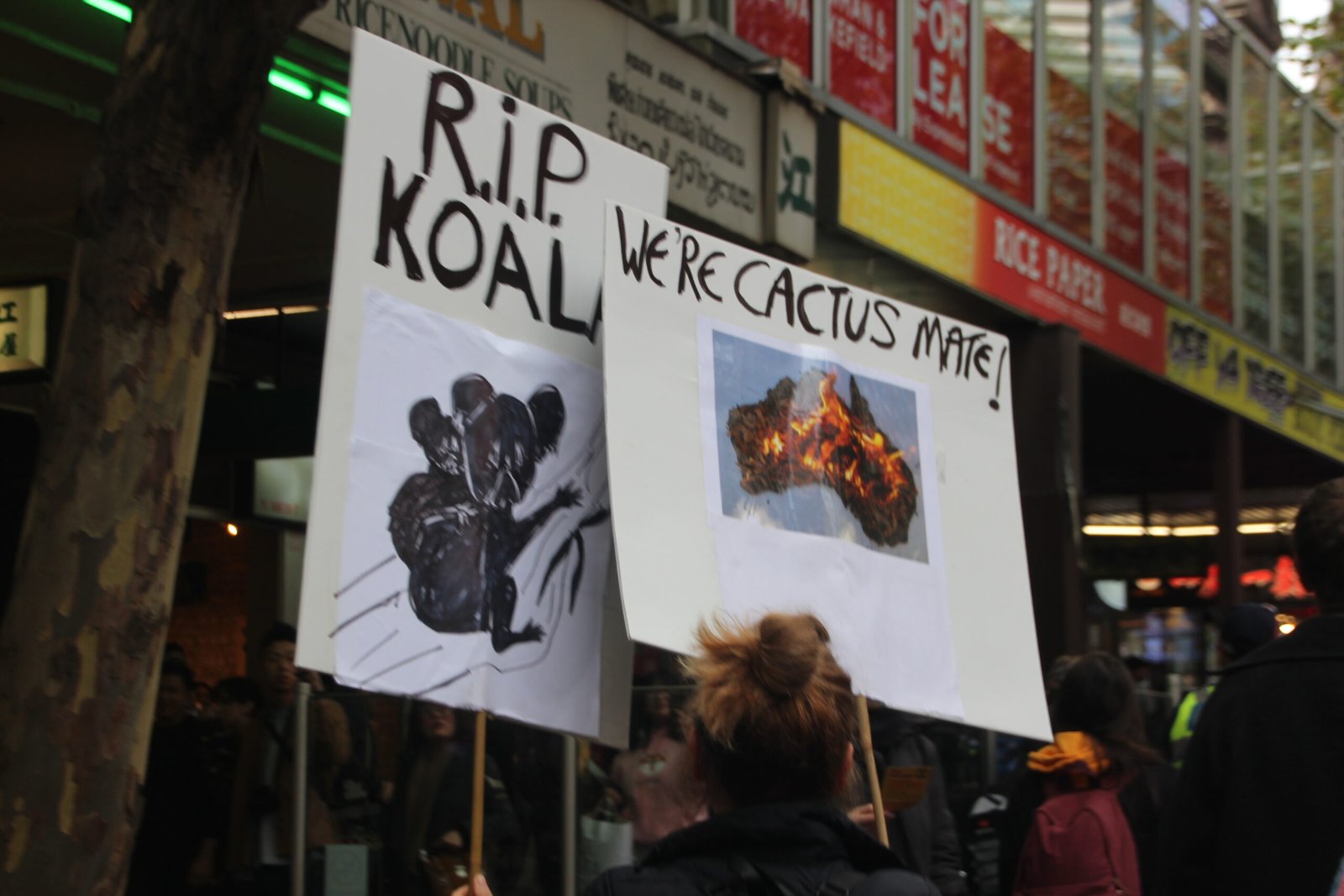 Climate Change: A New Threat to Koala Habitats (image credits: wikimedia)