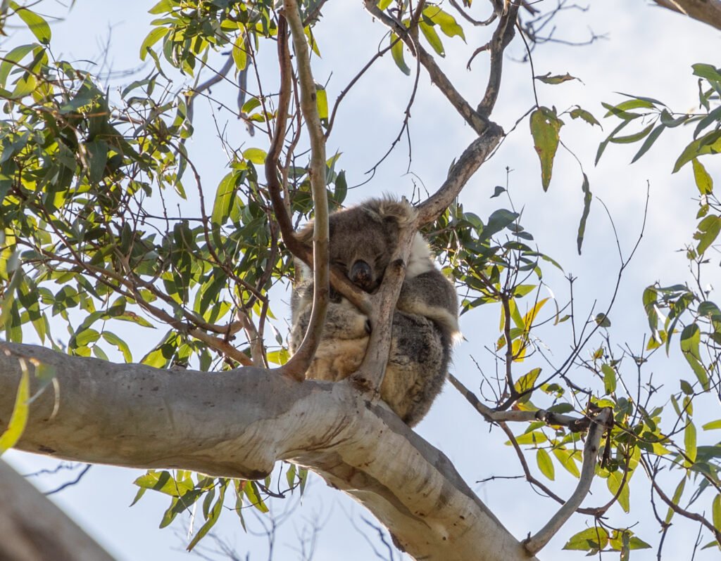 Innovative Solutions: New Approaches to Saving Koalas