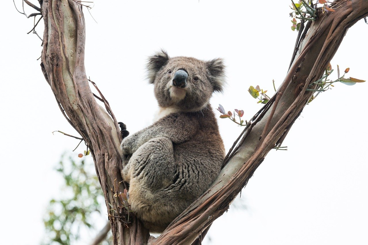 The Koala: A Symbol of Australia’s Wild Heart (image credits: pixabay)