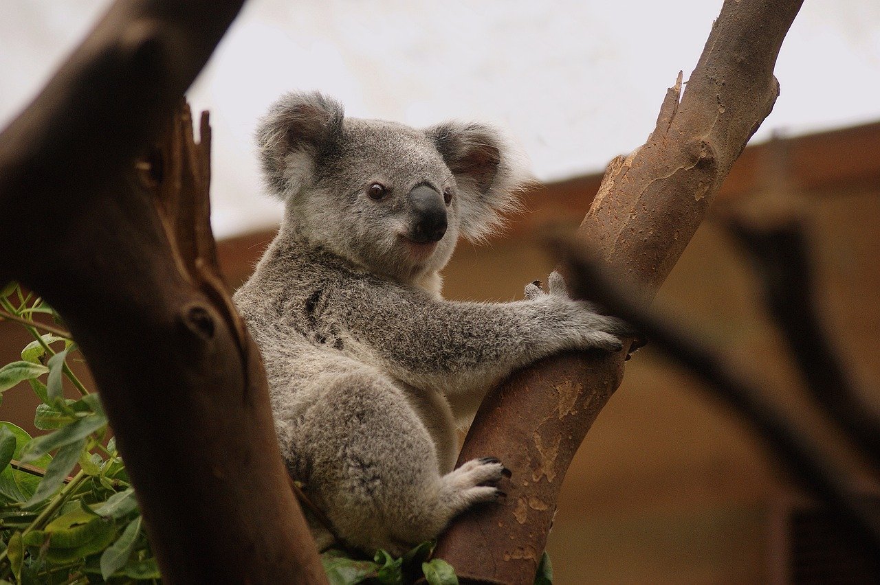 Bushfires: Nature’s Fury Fueled by Climate Change (image credits: pixabay)