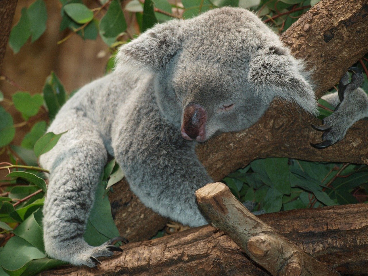 Disease and Stress: A Deadly Combination (image credits: pixabay)