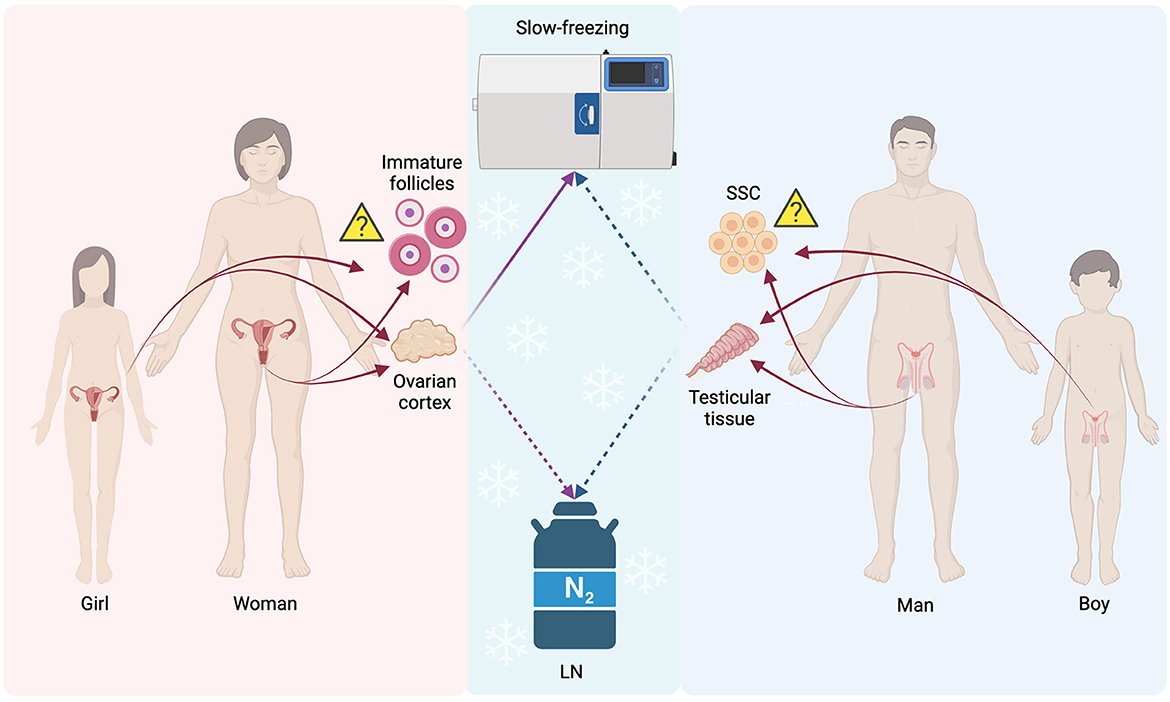 Sugar Rush: The Secret Weapon Against Ice (image credits: wikimedia)
