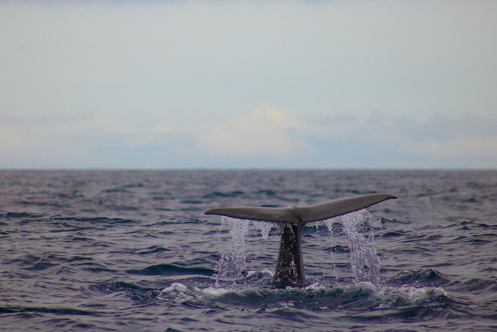 Hunting the Deep: Strategy and Skill (image credits: wikimedia)