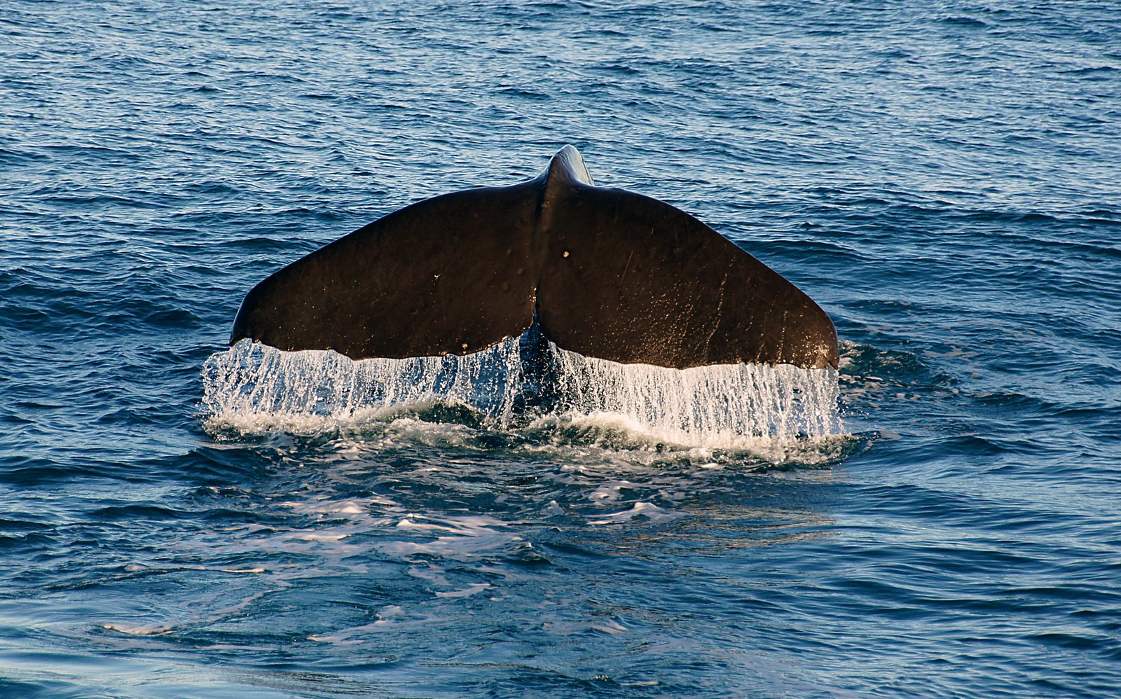 Unlocking the Whale’s Secrets: Science and the Future (image credits: wikimedia)