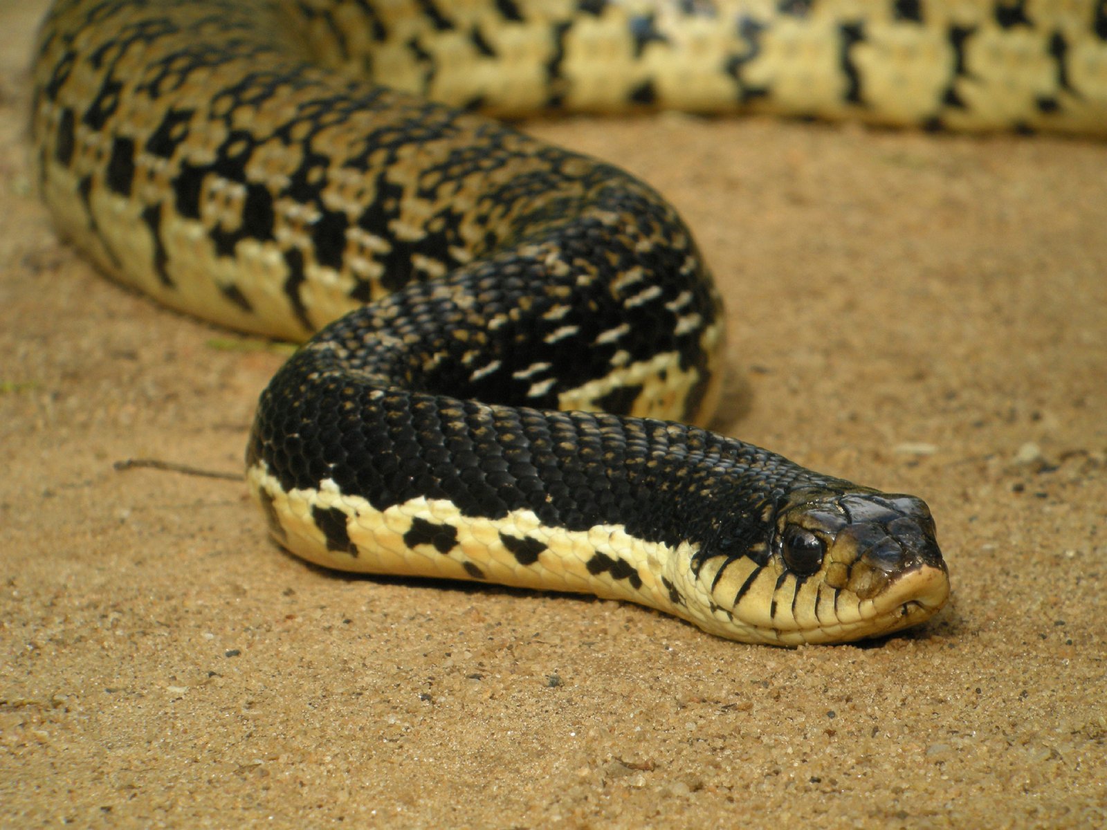 The Climate Connection: Why Titanoboa Grew So Large (image credits: wikimedia)
