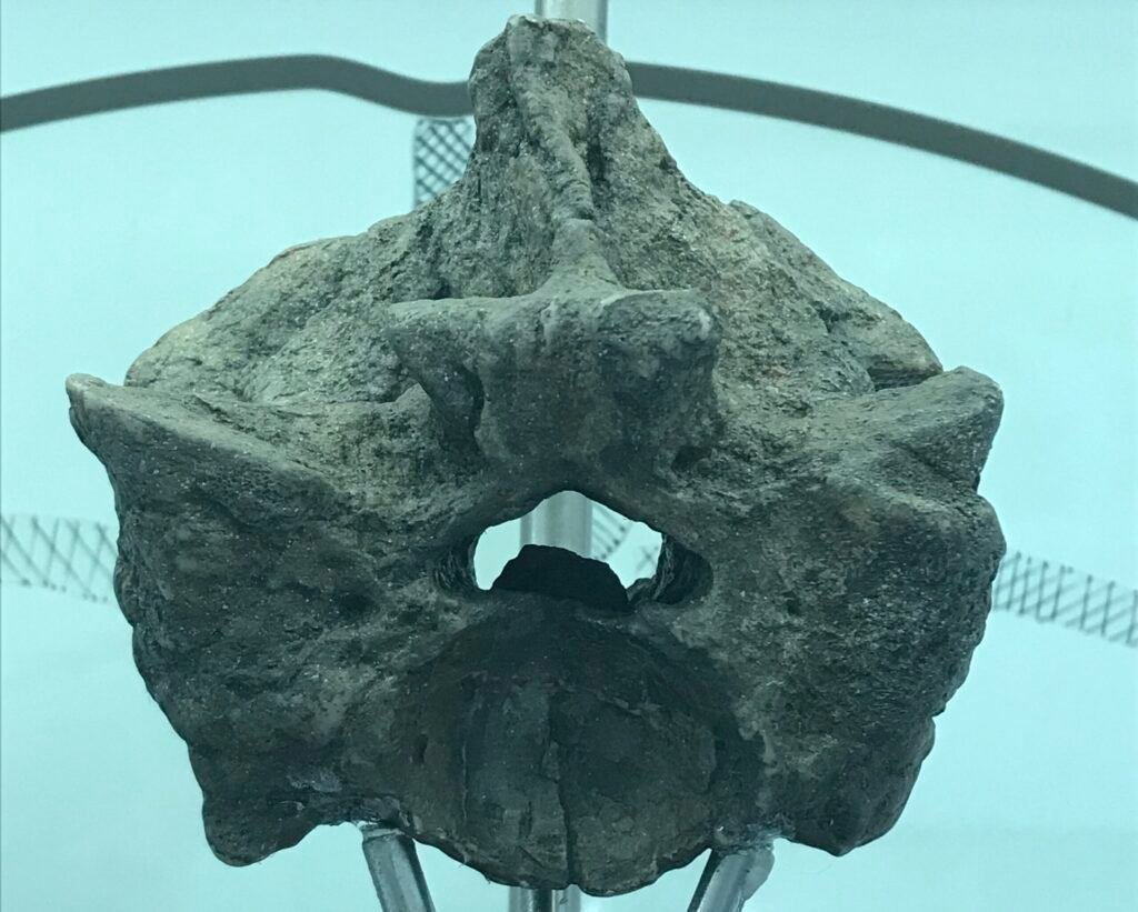 Reconstructing the Life of Titanoboa