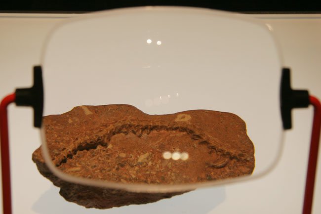 The Modern Legacy of Titanoboa (image credits: wikimedia)