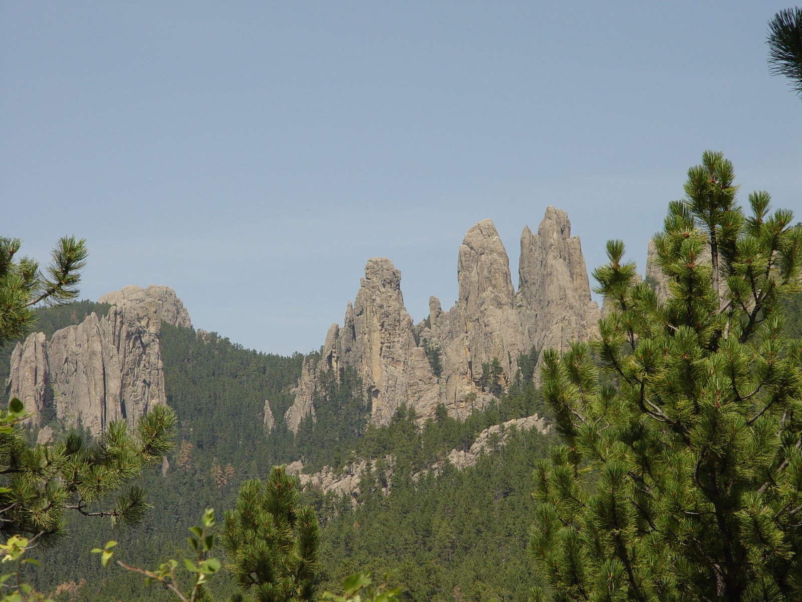 Nature’s Laboratory: The Black Hills Ecology (image credits: wikimedia)