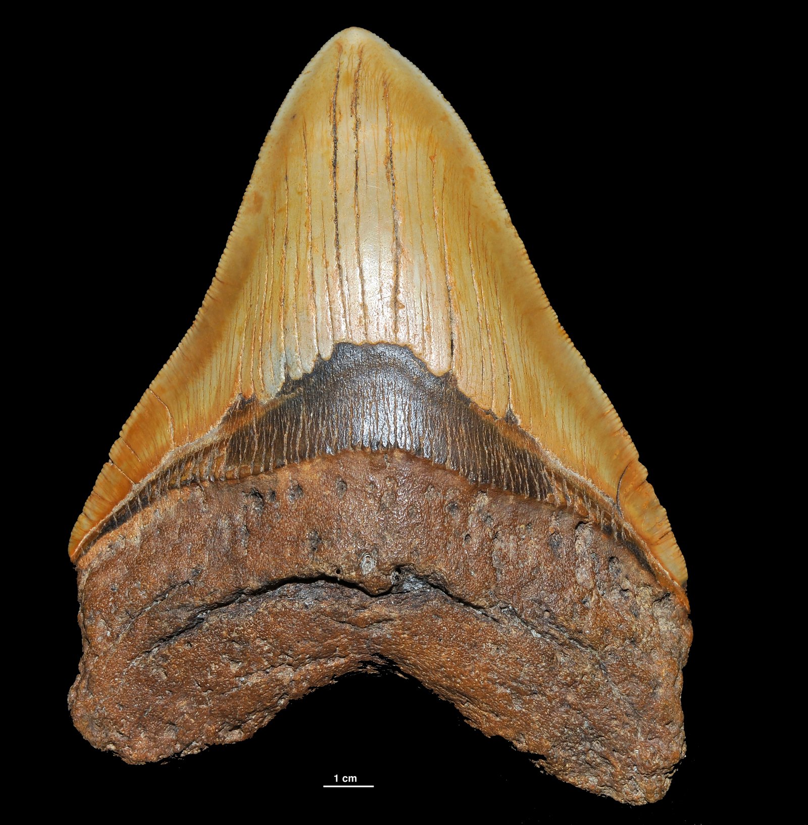 Unmatched Size: Just How Big Was Megalodon? (image credits: wikimedia)