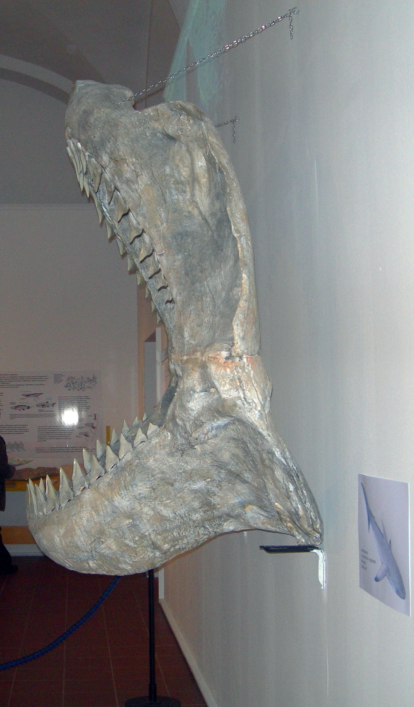 The Bite That Shocked Science (image credits: wikimedia)