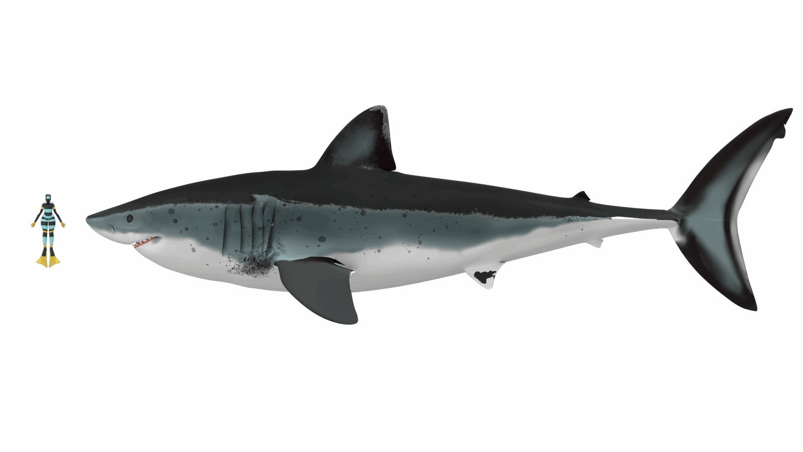 Hunting the Giants: Megalodon’s Prey (image credits: wikimedia)