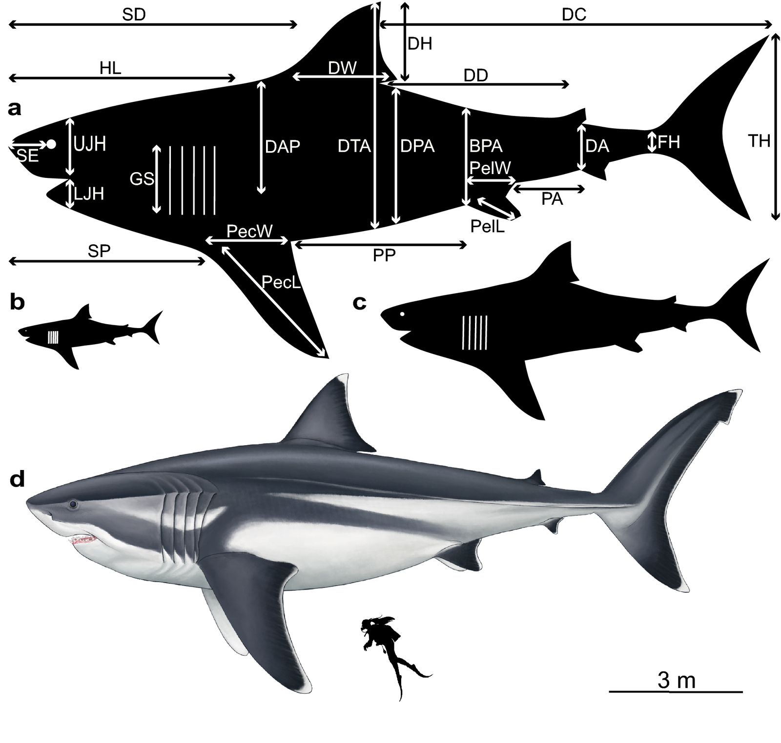 Comparing Megalodon to Modern Sharks (image credits: wikimedia)