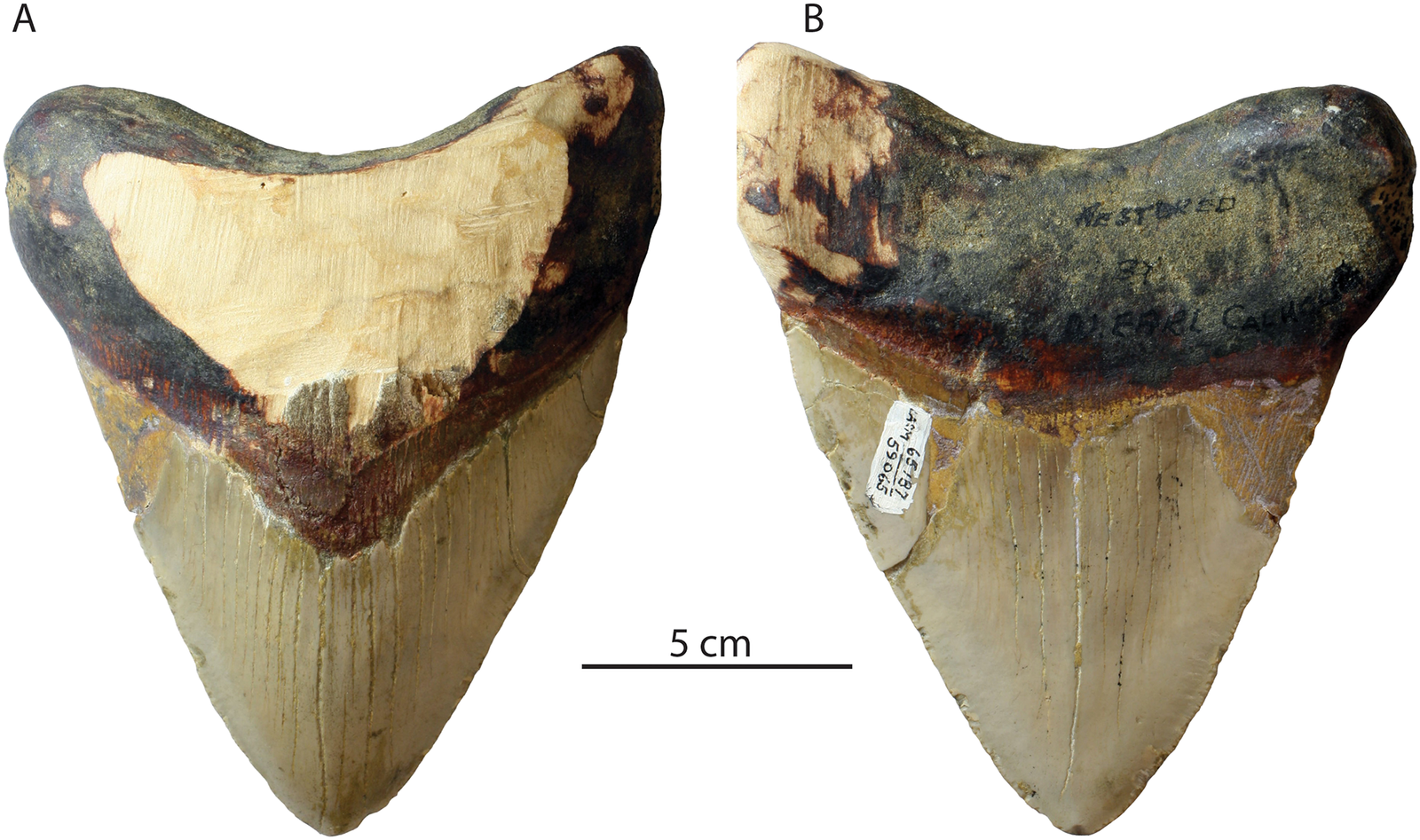 Why Did Megalodon Disappear? (image credits: wikimedia)