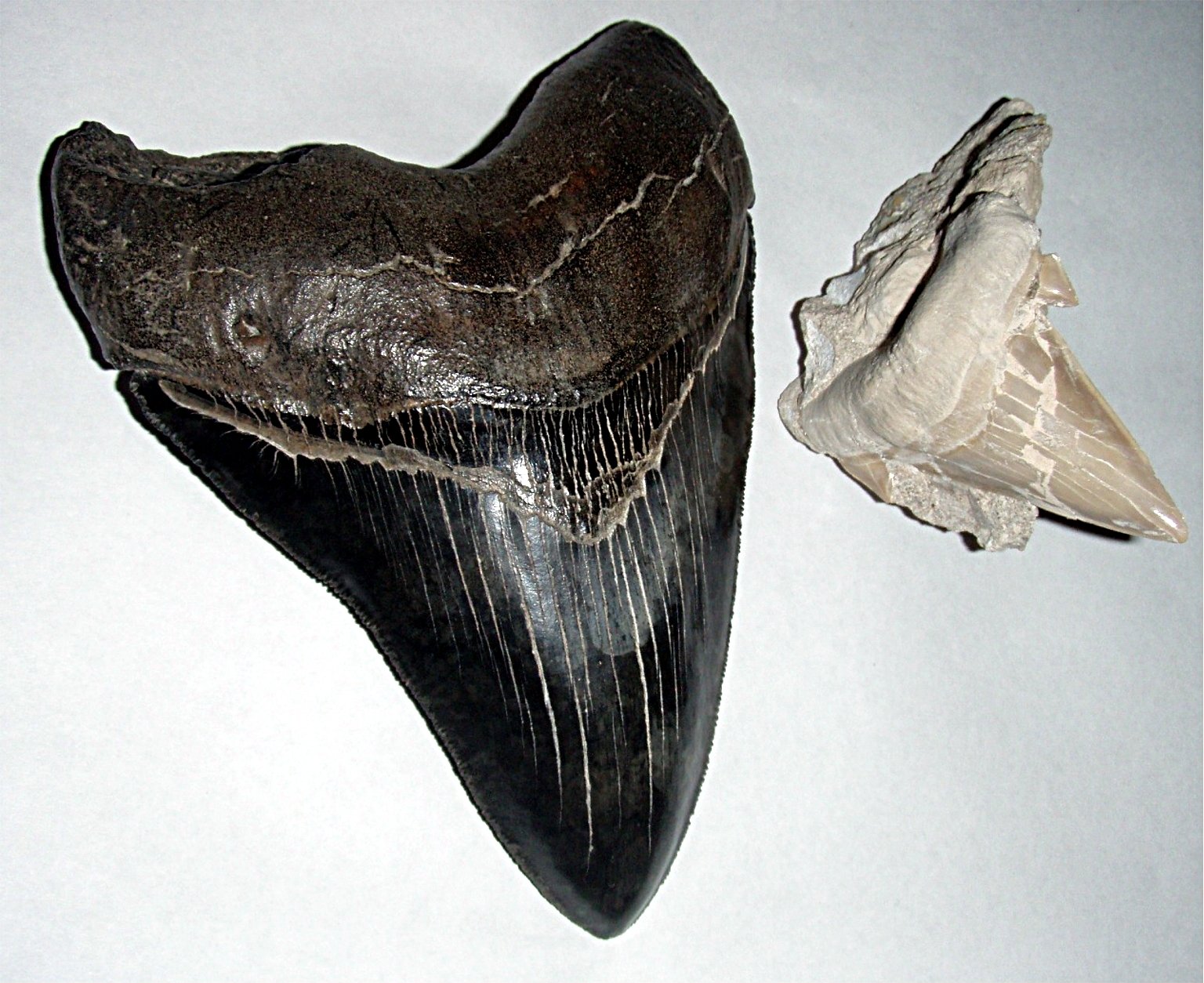 The Legacy of Megalodon in Popular Culture (image credits: wikimedia)