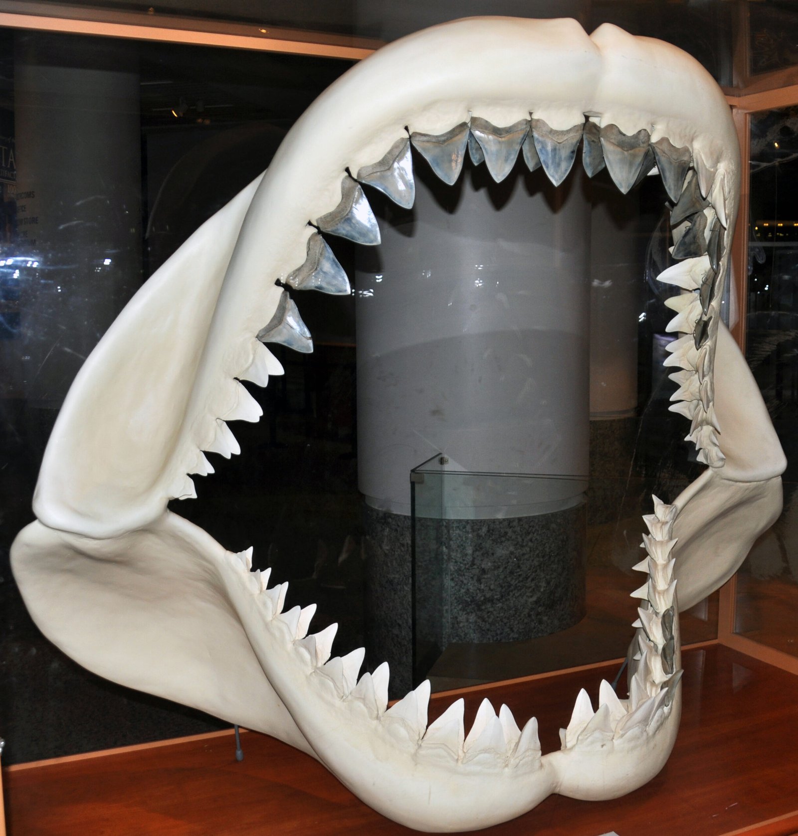 Searching for Megalodon Today: Fact vs. Fiction (image credits: wikimedia)